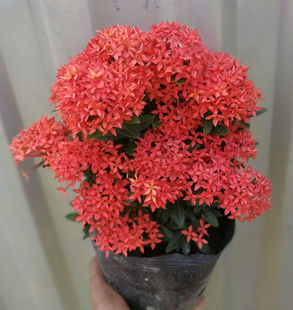 庭院阳台观花植物 小叶密花红龙船花 株型紧密开花多 如图2不带花