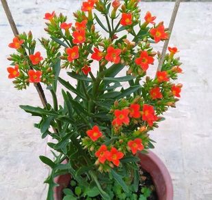 观花景天科多肉植物 裂叶鹿角长寿花 盆栽趣味窗台阳台