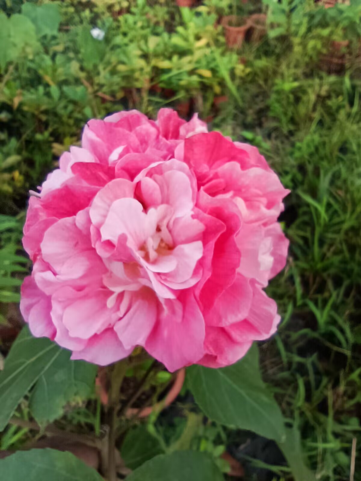 阳台庭院木本观花花卉盆栽 千瓣木芙蓉花 花瓣重重叠叠多层 鲜花速递/花卉仿真/绿植园艺 绣球/木绣球/木本植物 原图主图