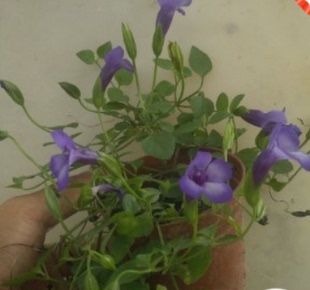 观花盆栽植物 喜欢潮湿可吊盆种 蓝精灵花苗带盆土小苗 不带花