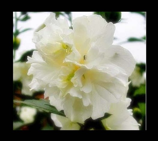 白花重瓣白槿,花如牡丹,花多,生长快,一株二三十厘米左右