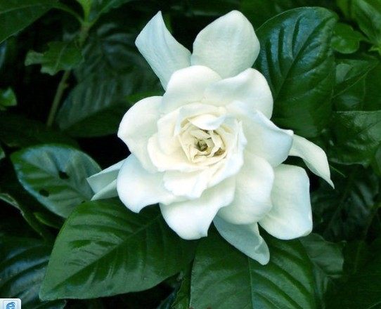 庭院阳台夏季花卉 花朵大品种大叶大花栀子花重瓣 花大清香