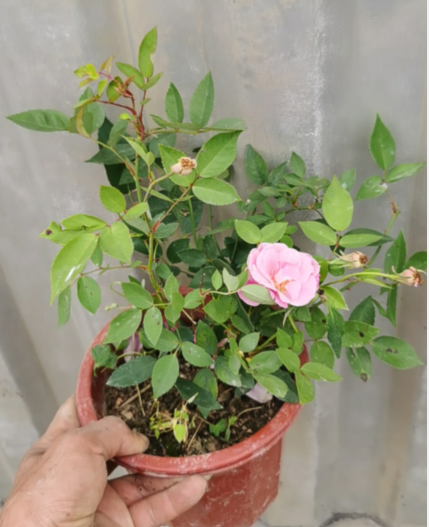 庭院阳台盆栽花卉 老月季月月粉 粉红半藤本香花月季 高约20厘米