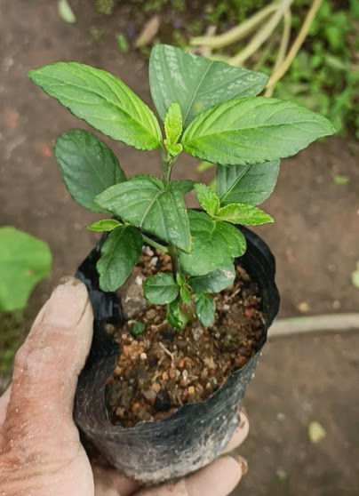 观赏香草类 叶子带有香味的糯米香茶苗 单枝小苗高10厘米带原袋土