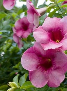 木本花卉 黄蝉花近亲 开花紫色的紫蝉花 四十厘米高多分枝 不带花