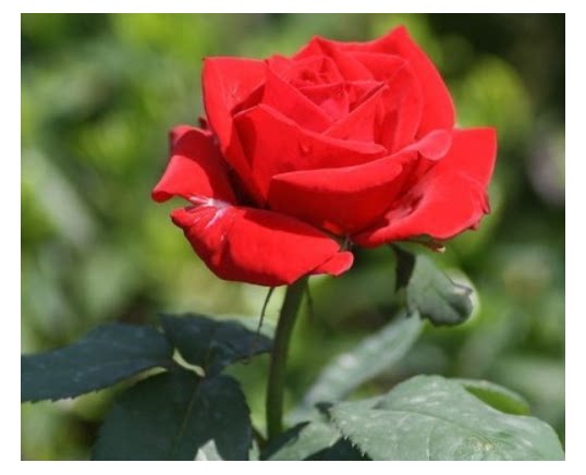 庭院阳台观花盆栽花卉 大花红玫瑰花苗 一株高约20厘米多分枝苗