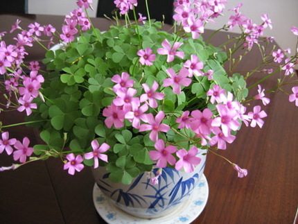 适合盆里点缀观花植物 原生粉红酢酱草 花期长 一个黄豆大小根头