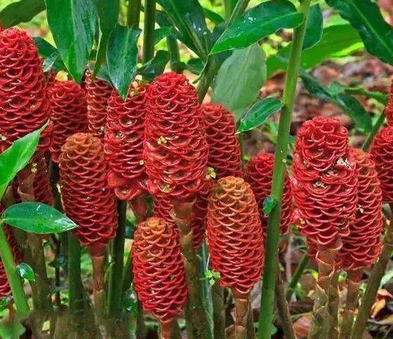 观花盆栽红球姜茎块根红松果姜