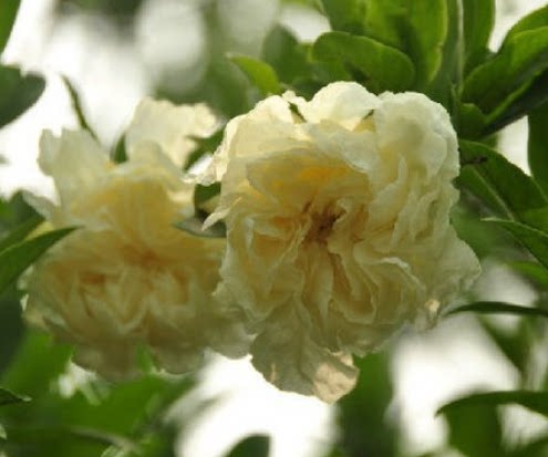 观花盆栽白石榴花花洁白