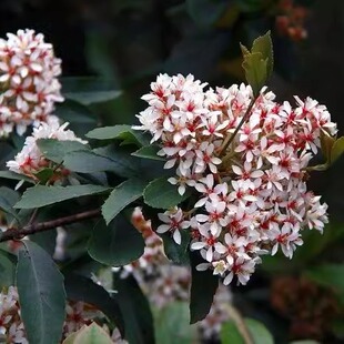 木本观赏盆栽 开花雪白成片的石斑木 车轮梅 春花仔 果小但可吃