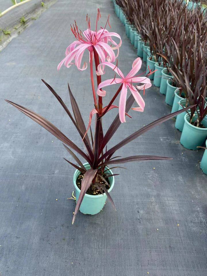 包邮)庭院阳台盆栽花卉 红叶红花文殊兰 开花香小苗高10厘米带盆