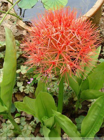 阳台庭院盆栽观花花卉 网球花 开花好看 冬春没叶 夏秋带叶