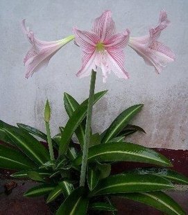 球根花卉观叶观花 白肋朱顶红 叶艺孤挺花 花叶兼美 叶宽短