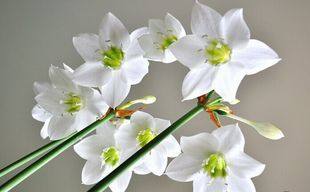 阳台庭院观叶观花亚马逊朱顶白又名亚马逊百合 南美水仙 叶片宽大