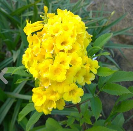 木本花卉木本黄钟花开花多