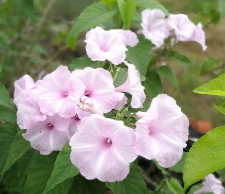 庭院阳台观花卉盆栽 花期长 树牵牛 树状木本牵牛花 南美旋花