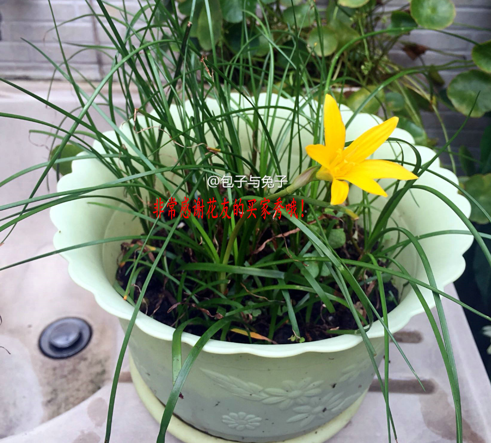 阳台庭院观花花卉 黄风雨兰花 黄花葱兰 韭兰花 一个根头指甲大小