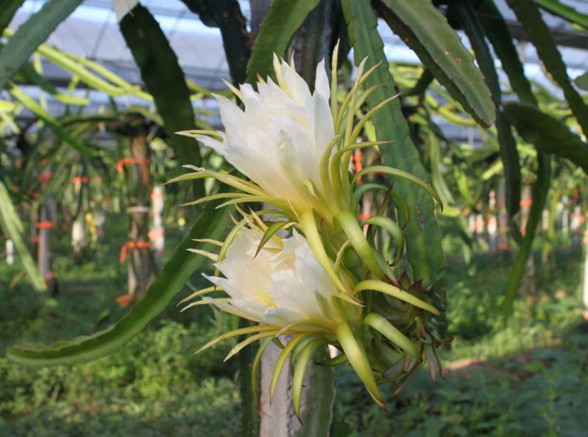 室外庭院阳台盆栽地栽 多肉类 花如昙花 白肉火龙果树苗