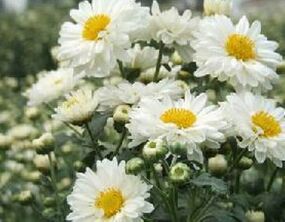 广东百花谷园艺 盆栽花卉杭白菊小苗 易适应 开花香 花可泡水