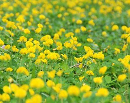 庭院观花盆栽 遍地黄金蔓花生  园林绿化 点缀装饰地被植物