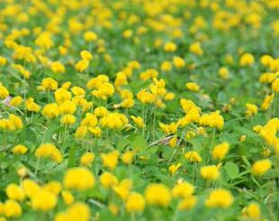 庭院观花盆栽 遍地黄金蔓花生  园林绿化 点缀装饰地被植物