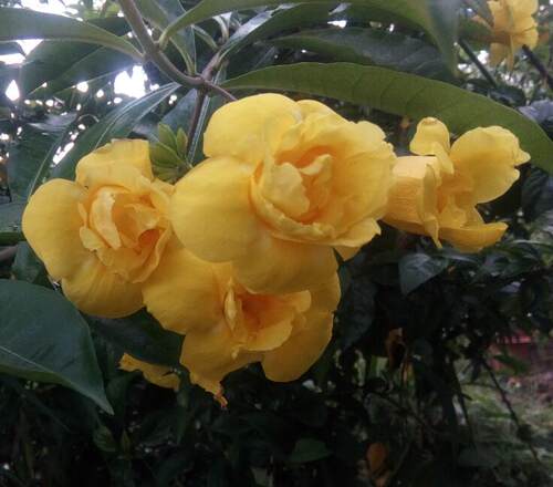 蝉花重瓣清香单枝小苗盆栽