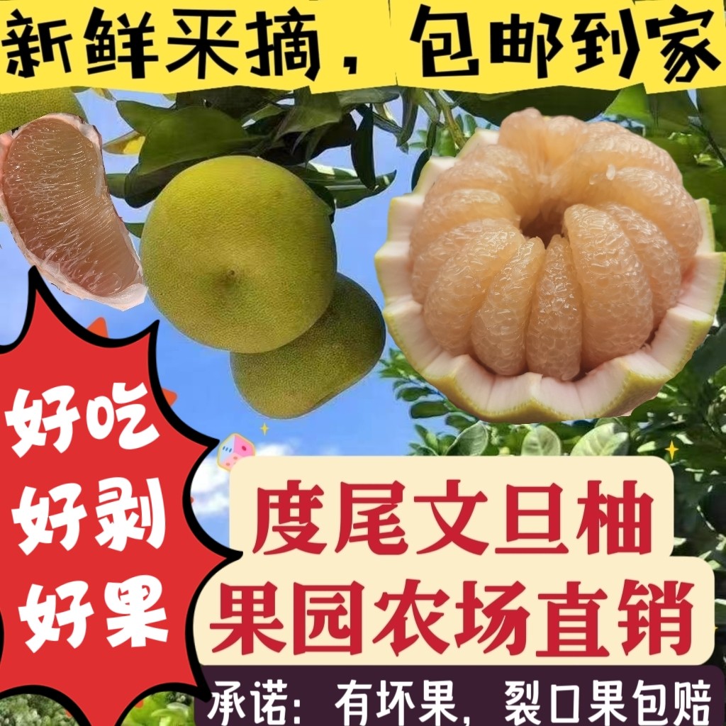 福建莆田仙游度尾老树红心文旦柚柚子