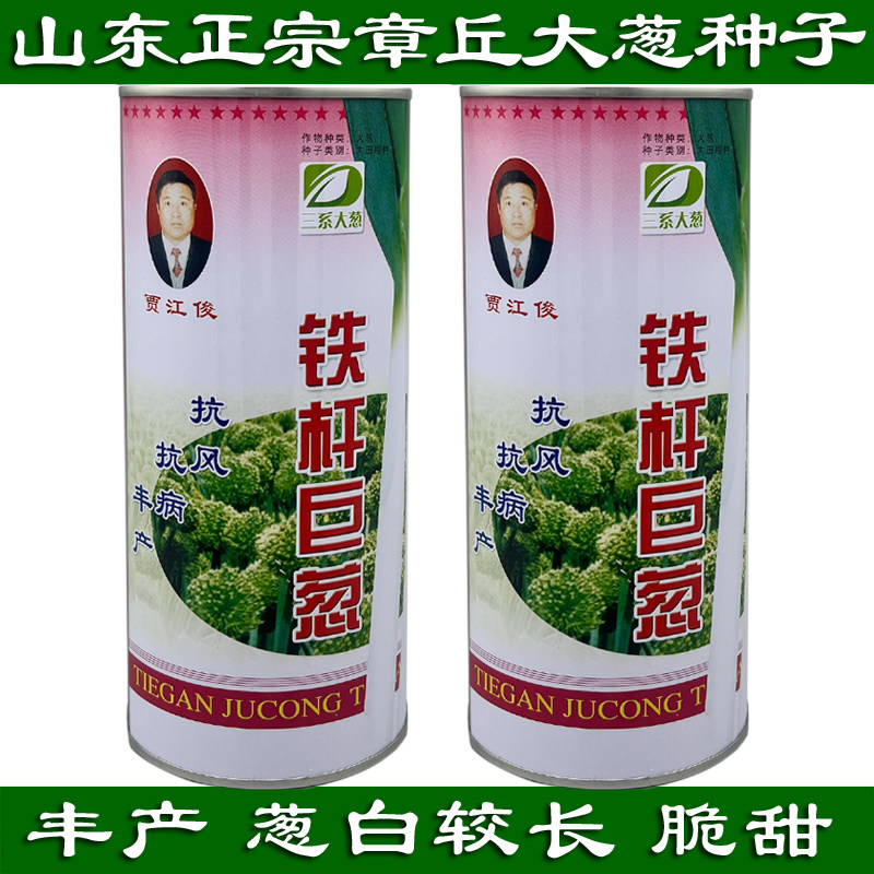 山东章丘大葱子种子 蔬菜种子四季 葱种子 菜籽四季可种 包邮大葱