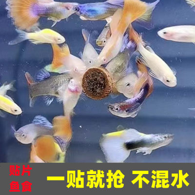 贴片小型鱼增色丰年虾螺旋藻