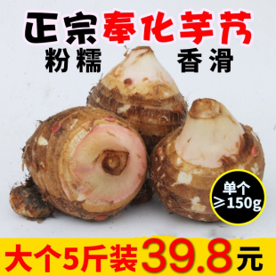 芋头新鲜小芋头宁波正宗奉化芋艿子新鲜香芋5斤溪口非广西荔浦芋