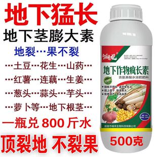 地下猛长地下根茎膨大素土豆莲藕生姜蒜芋头红薯荸荠萝卜等地下茎