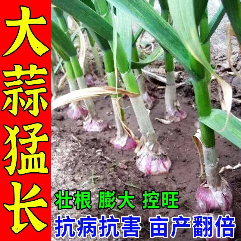 大蒜专用农药大蒜病全治大蒜锈病黄叶干尖叶枯病菌核病根腐软腐病