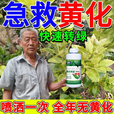 【急救黄化】黄化病专用药严重黄叶黄斑黄龙病果树柑橘桔树通用