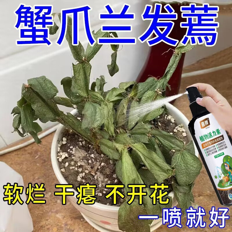 【软烂干瘪】蟹爪兰急救发蔫软烂黄叶不开花壮根液体肥专用液体肥