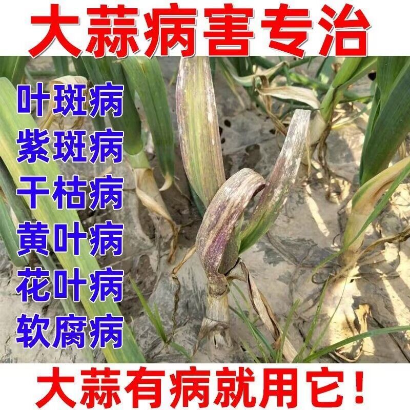 大蒜病专治蒜苗病专用药软腐病叶枯病黄叶干尖紫斑病烂根大蒜增产