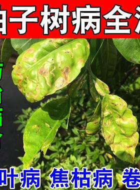 柚子树杀菌剂柚子病全治黄叶卷叶病流胶溃疡炭疽病黄龙病裂果病药