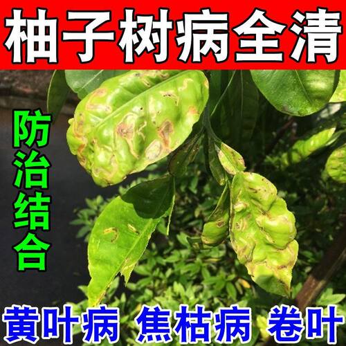 柚子树杀菌剂柚子病全治黄叶卷叶病流胶溃疡炭疽病黄龙病裂果病药