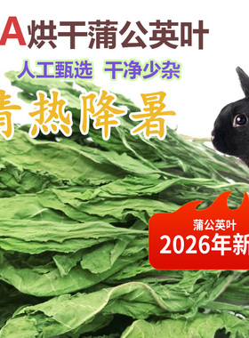 兔子蒲公英草干草清热解毒烘干蒲公英牧草牧草兔子龙猫蒲公英清火