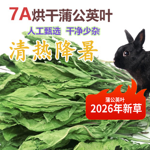 兔子蒲公英草干草清热解毒烘干蒲公英牧草牧草兔子龙猫蒲公英清火