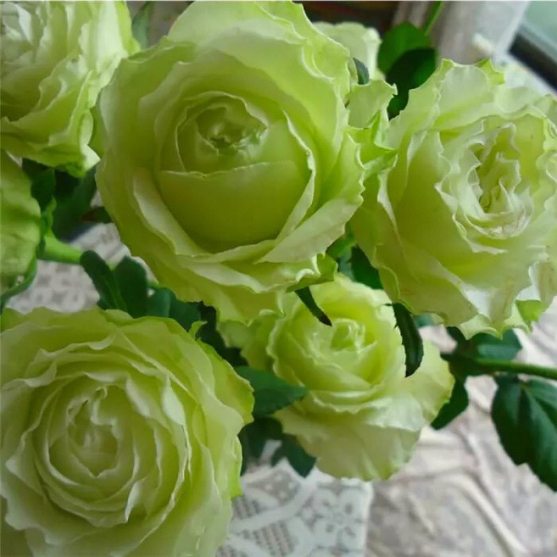 女士时装好养品种绿色切花月季苗多季开花大花型四季阳台庭院花卉