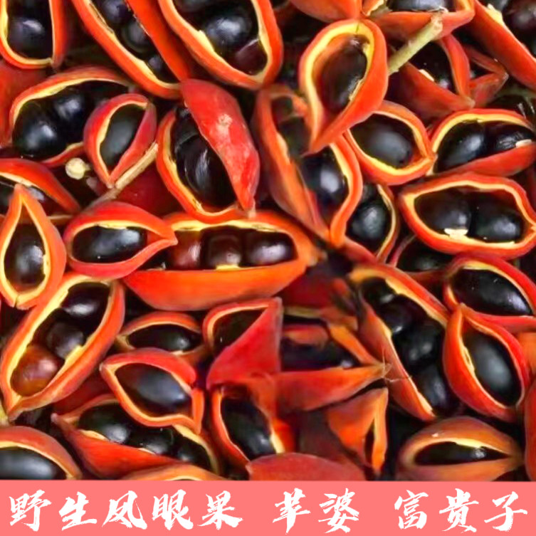 广东凤眼果萍婆六旺果九层皮