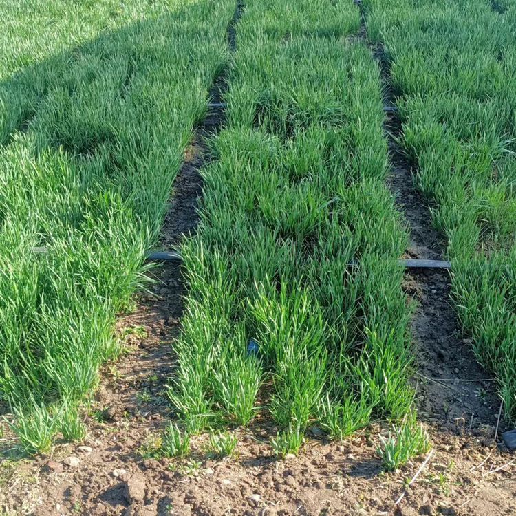 黑土地农家自种大地韭菜头茬韭菜露天韭菜三斤包邮