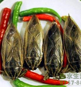 15只装新鲜速冻大田鳖活体桂花蝉水蟑螂负蝽水知了满3件顺丰包邮