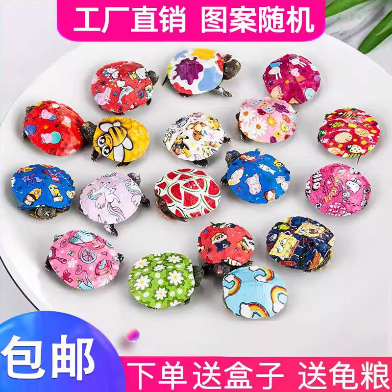 乌龟活物宠物小乌龟网红七彩家养观赏炫彩色卡通迷你好养耐活乌龟