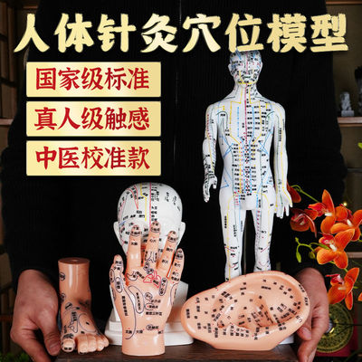 穴位人形模型中医全身十二经络穴位标准铜人针灸可扎针练习人模
