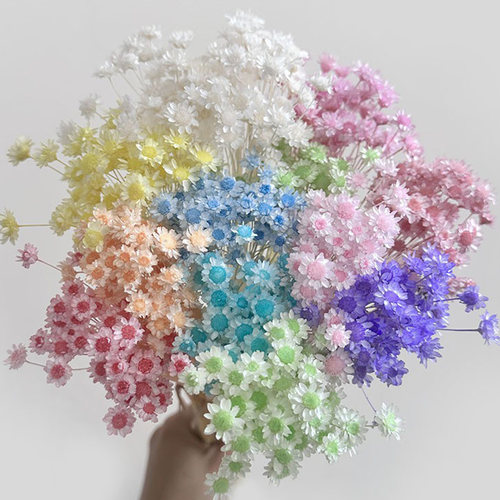 进口巴西小星花干花包大花小雏菊