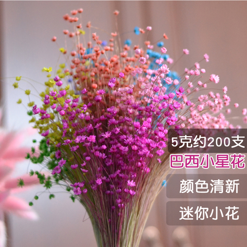 迷你巴西星菊进口小星花干花自制口红永生花材小清新家居桌面装饰