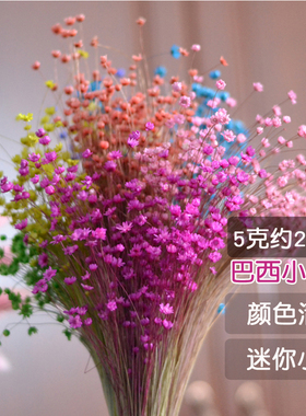 巴西进口星菊干花迷你小星花花束