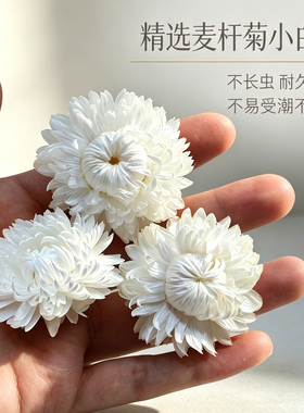 白色麦杆菊雏菊小号花头干花包