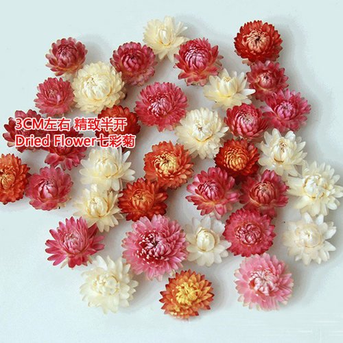 精选小雏菊干花包精致半开麦秆菊